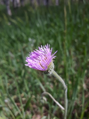 Erigeron glabellus pubescens