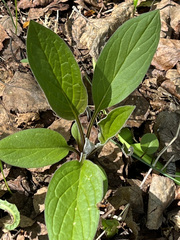 Mertensia paniculata paniculata