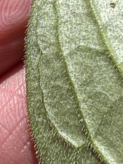 Mertensia paniculata paniculata