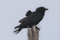 Corvus imparatus