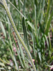 Erigeron glabellus pubescens