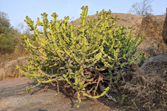Euphorbia antiquorum