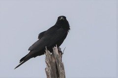 Corvus imparatus