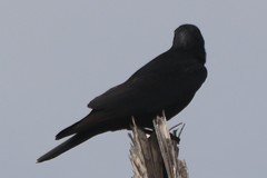 Corvus imparatus