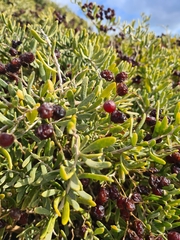 Nitraria billardierei