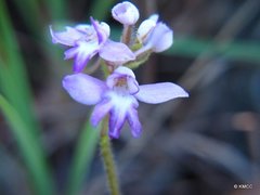 Cynorkis cardiophylla