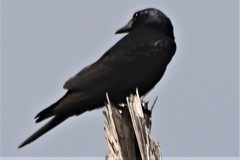 Corvus imparatus