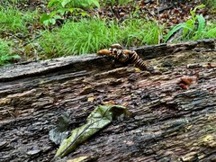 Arthrophaga myriapodina