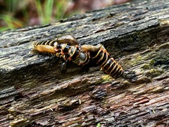 Arthrophaga myriapodina