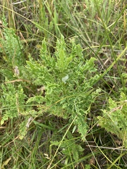 Cirsium douglasii