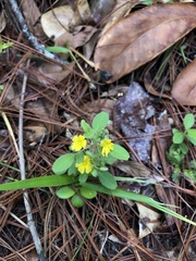 Oxalis frutescens