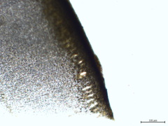 Hedophyllum nigripes