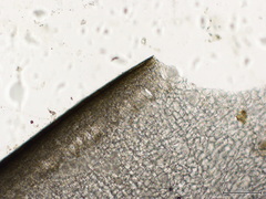 Hedophyllum nigripes