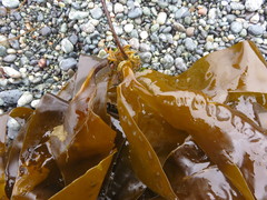 Hedophyllum nigripes