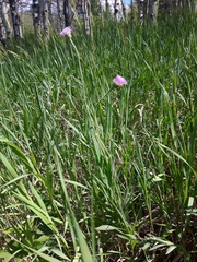 Erigeron glabellus pubescens