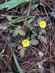 Oxalis frutescens