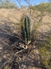Carnegiea gigantea
