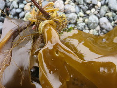 Hedophyllum nigripes