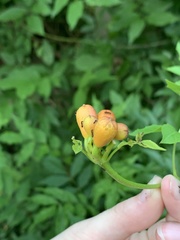Campsis radicans