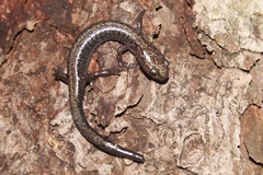 Plethodon nettingi