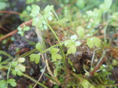 Ranunculus ternatifolius
