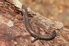 Plethodon nettingi