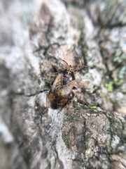 Agnocoris