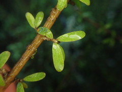 Coprosma obconica