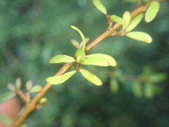 Coprosma obconica