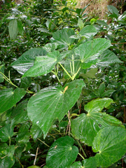Piper latifolium