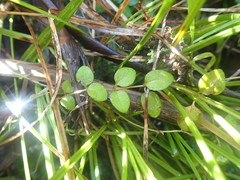 Epilobium chionanthum