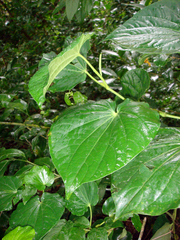 Piper latifolium