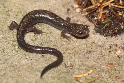 Cheat Mountain Salamander