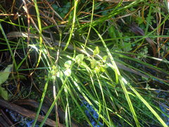 Epilobium chionanthum