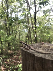 Anolis mccraniei