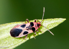 Tropidothorax maculatus