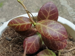 Hoya obscura