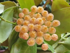Hoya obscura