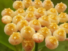 Hoya obscura
