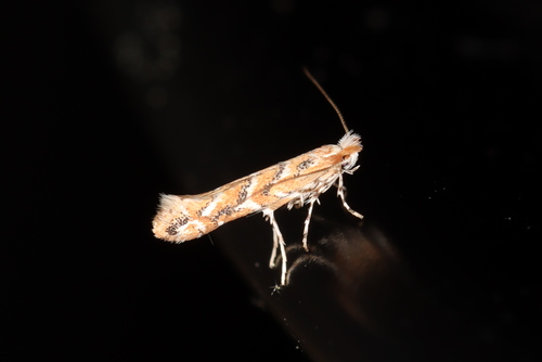 Gregarious Oak Leafminer Moth photo 2