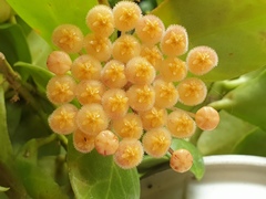 Hoya obscura
