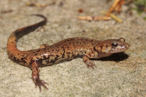 Allegheny Mountain Dusky Salamander