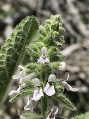 Stachys stricta