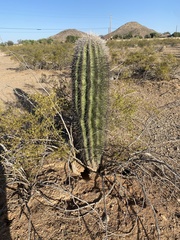 Carnegiea gigantea