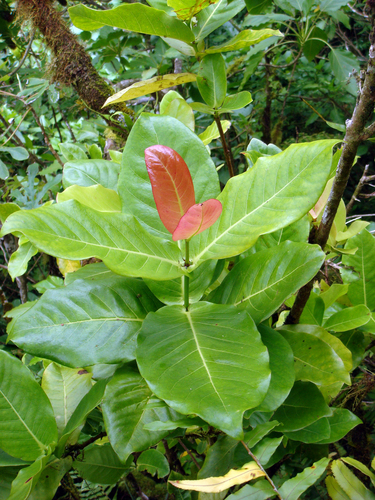 Ixora foetida observed 2010-07-09