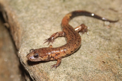 Allegheny Mountain Dusky Salamander, photo 2 of 9
