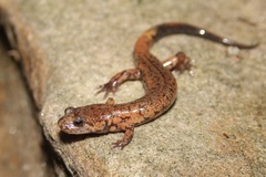 Allegheny Mountain Dusky Salamander photo 2