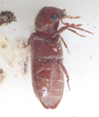 Hemicoelus