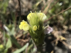 Castilleja rubicundula