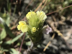 Castilleja rubicundula